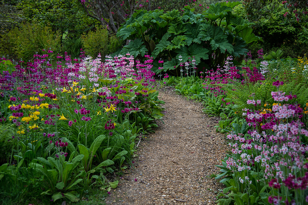 Furzey Gardens New Forest Primula Path